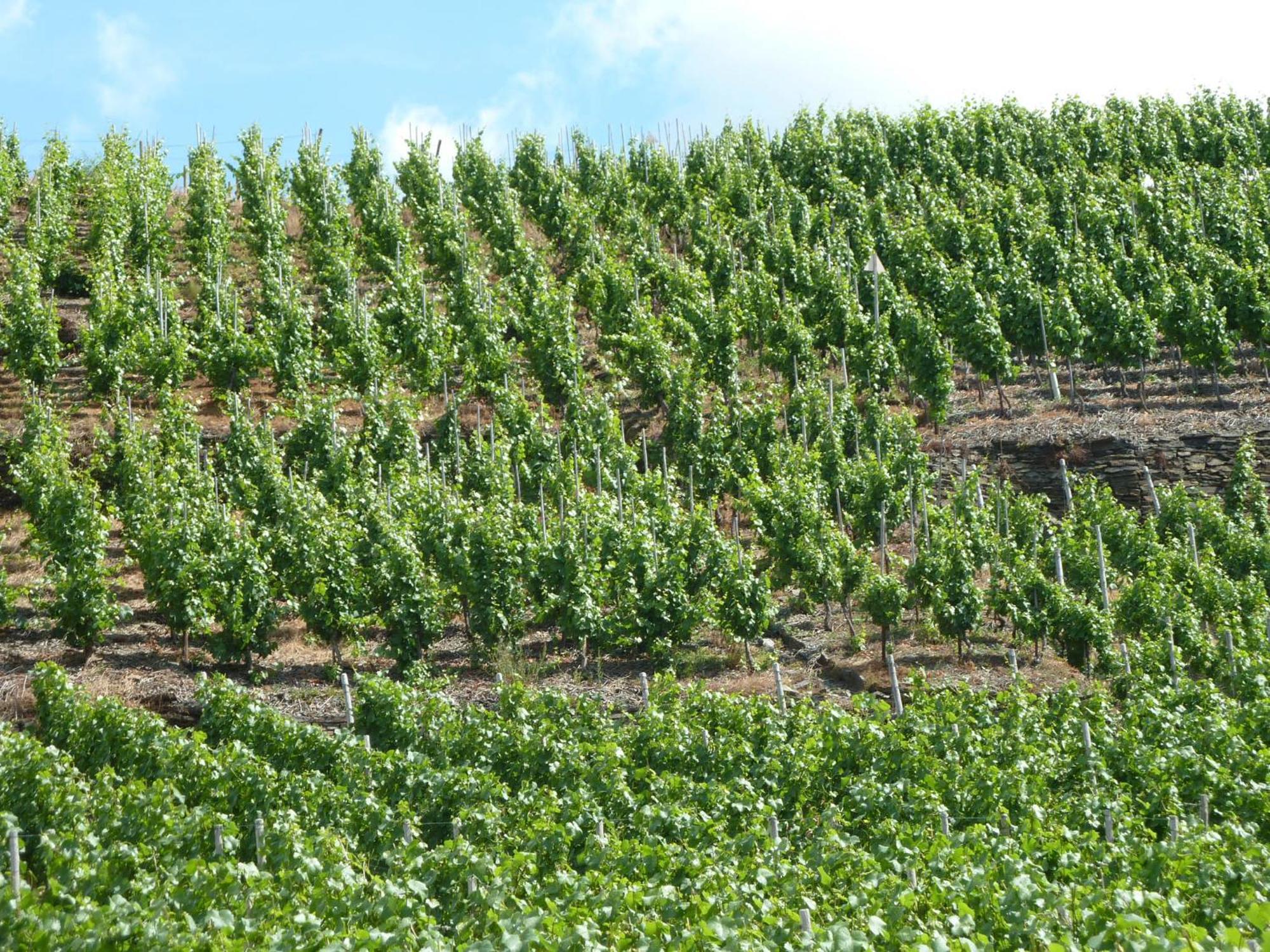 Relaxen Im Weindorf Mayschoss Fewo 4 Exterior foto